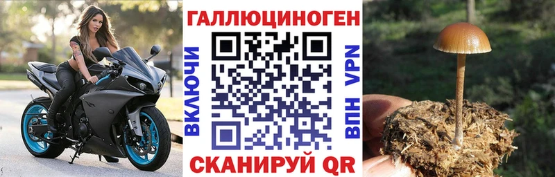 Псилоцибиновые грибы прущие грибы  Купить где  Михайлов 